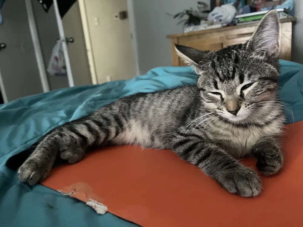 Patrick Star - Domestic Short Hair