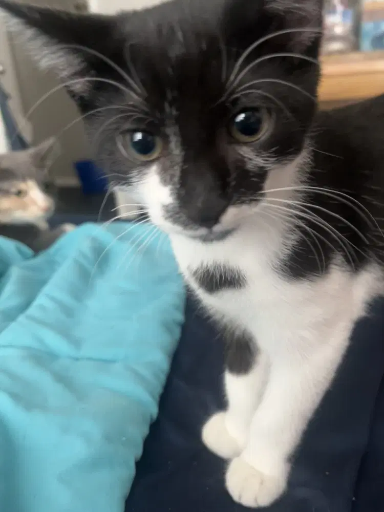 Mr Krabs - Domestic Short Hair