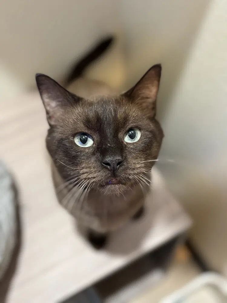 Colonel Mcnubbles - Siamese mix