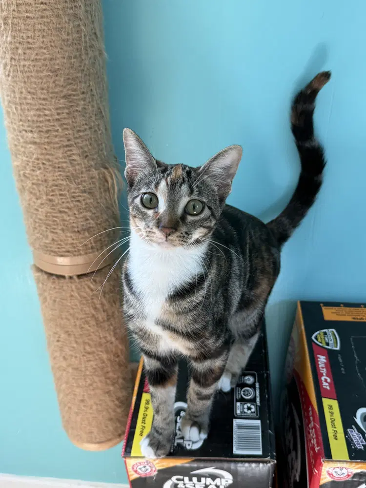 Cinnamon - Calico