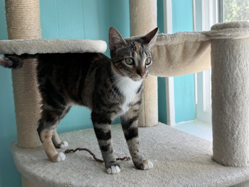 Photo 2 of Cinnamon