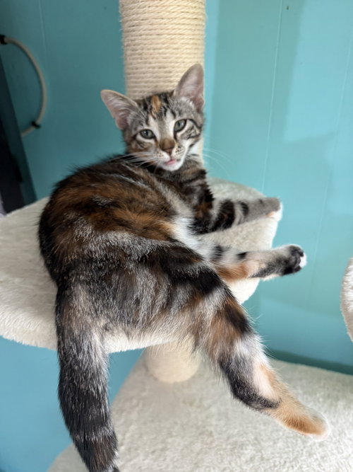 Photo 3 of Cinnamon