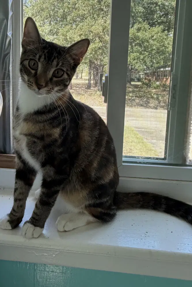 Nutmeg - Calico