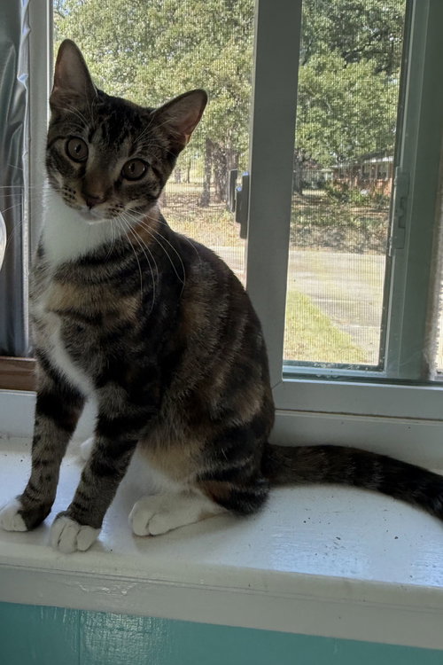 Nutmeg, a cat for adoption from A Voice for All Paws, Inc.