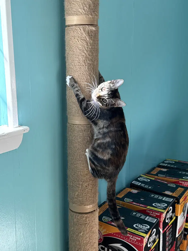 Nutmeg image 2
