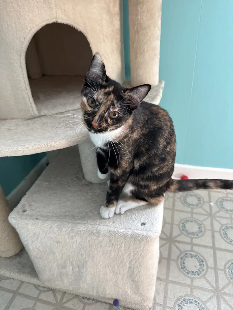Sage - Calico