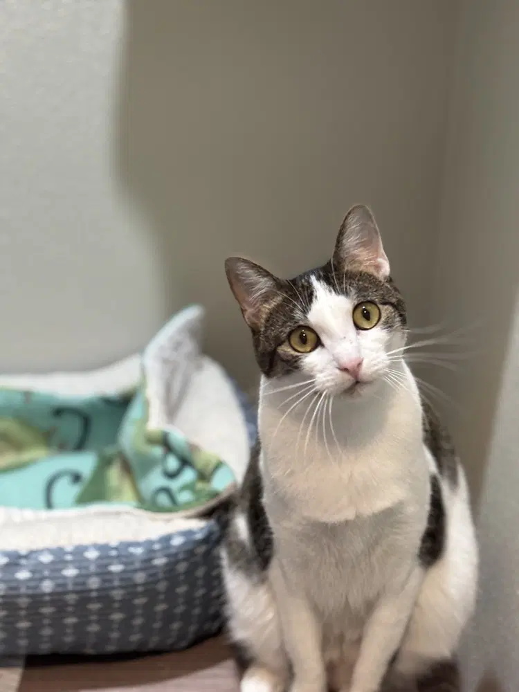Meepers - Domestic Short Hair