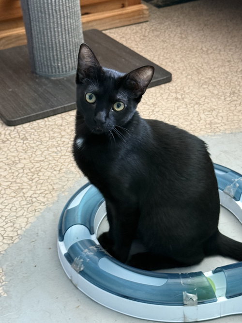 Bellatrix "bella, a cat for adoption from A Voice for All Paws, Inc.