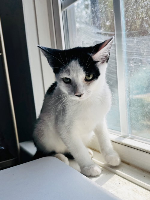 Cowpea, a cat for adoption from A Voice for All Paws, Inc.
