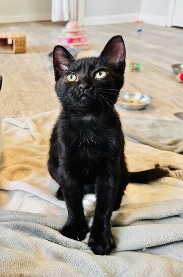 Squash, a cat for adoption from A Voice for All Paws, Inc.