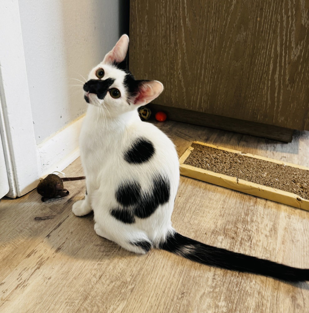 Pepper
