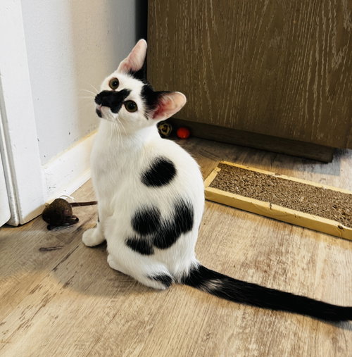 Pepper, a cat for adoption from A Voice for All Paws, Inc.