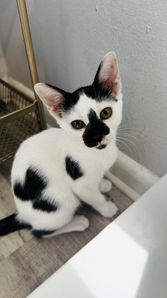Pepper, photo 2