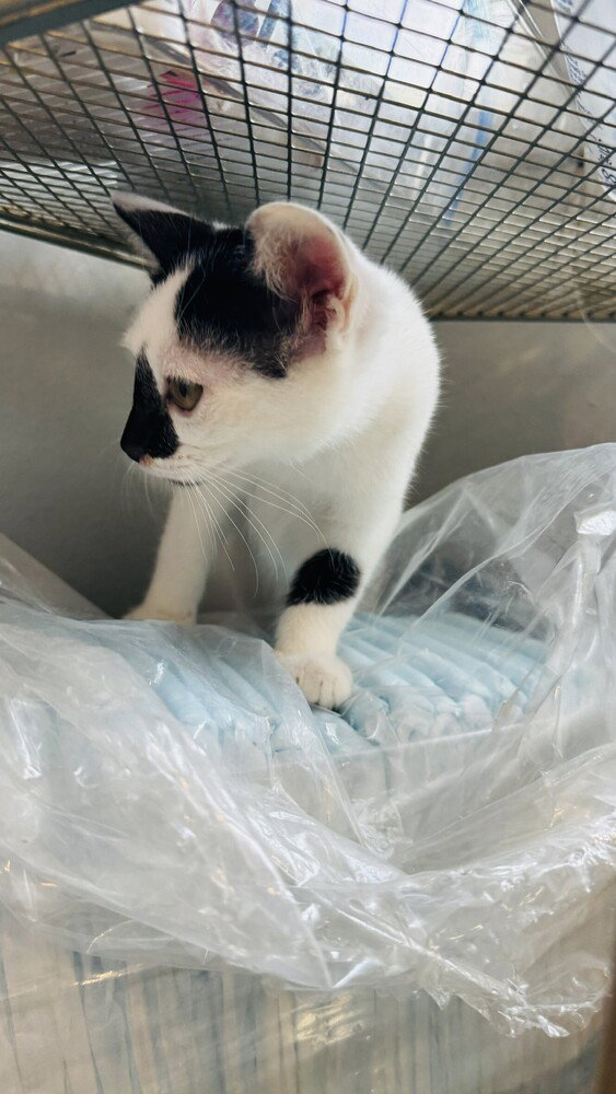 Pepper, photo 3