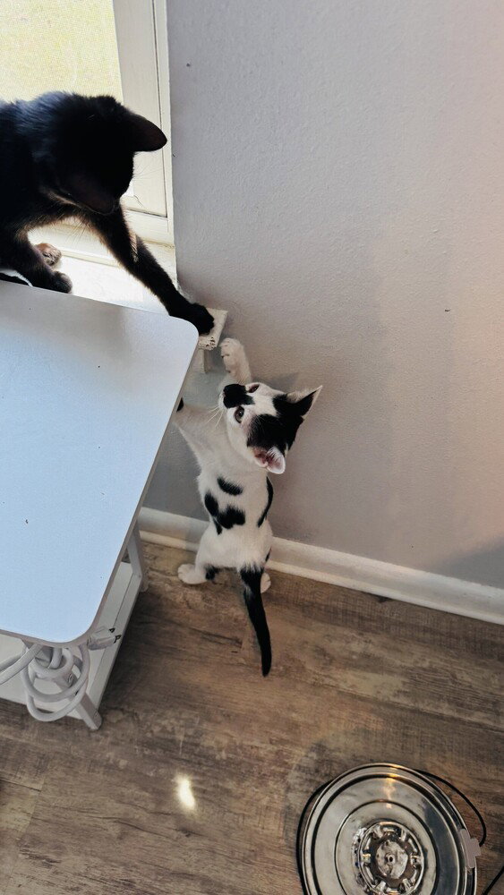 Pepper, photo 4