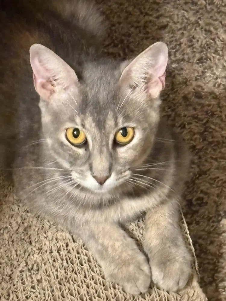 Queen Esther - Domestic Short Hair