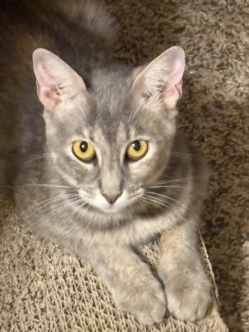 Queen Esther, a cat for adoption from A Voice for All Paws, Inc.