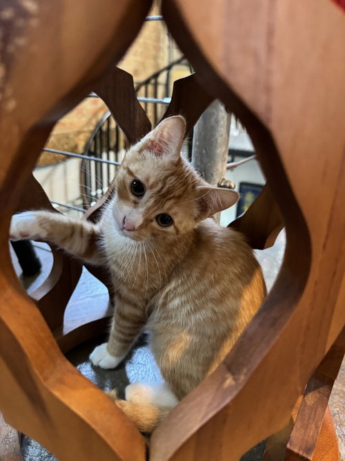 Gol, a cat for adoption from A Voice for All Paws, Inc.