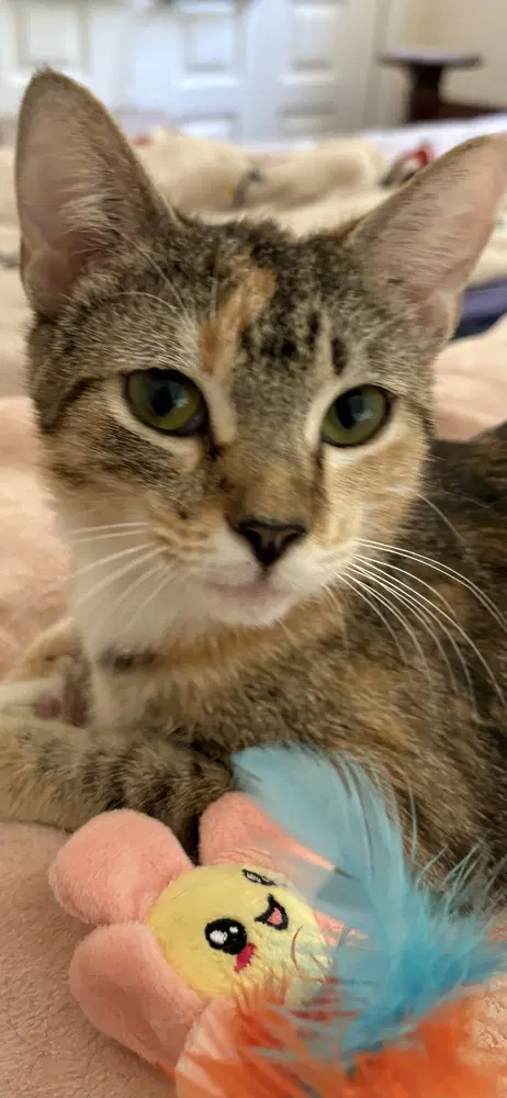 Jazz - Domestic Short Hair
