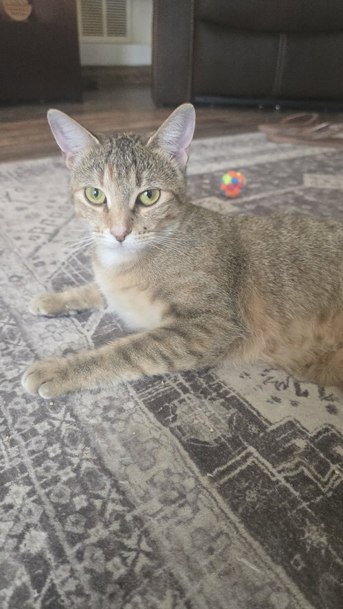 Starlight Delight (Star), a cat for adoption from A Voice for All Paws, Inc.