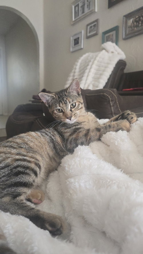Princess Consuela Banana Hammock, a cat for adoption from A Voice for All Paws, Inc.