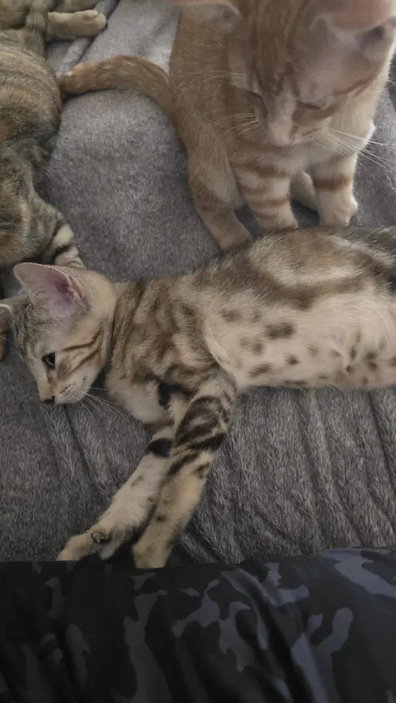 Atalanta Nova Tally Or Miss Nova - Calico