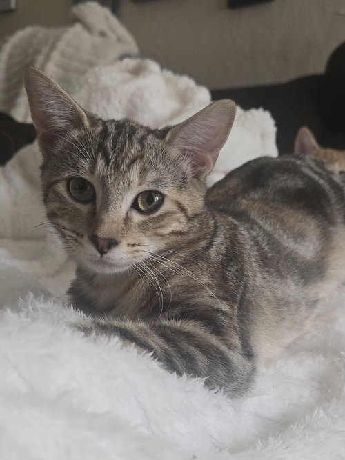 Atalanta Nova (Tally or Miss Nova), a cat for adoption from A Voice for All Paws, Inc.