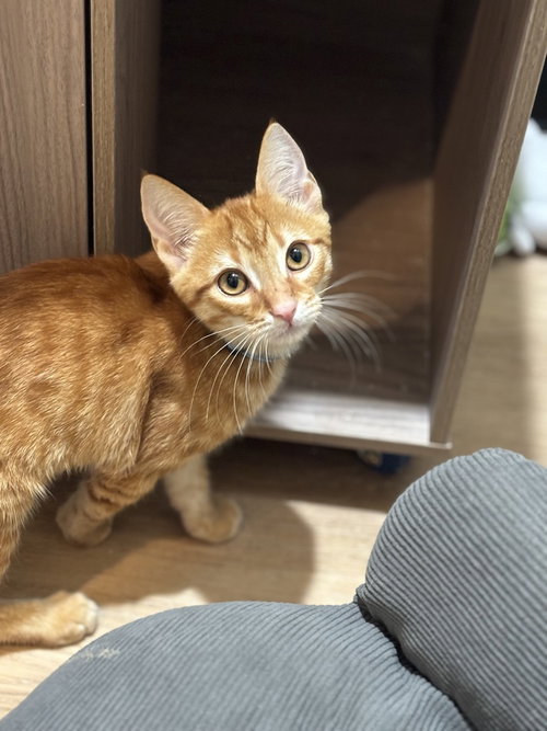 Pac Man, a cat for adoption from A Voice for All Paws, Inc.