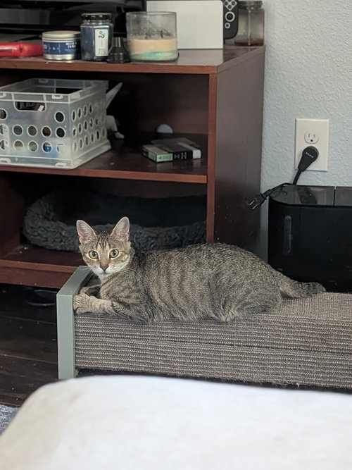 Little Debbie, a cat for adoption from A Voice for All Paws, Inc.