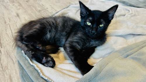 Potato, a cat for adoption from A Voice for All Paws, Inc.