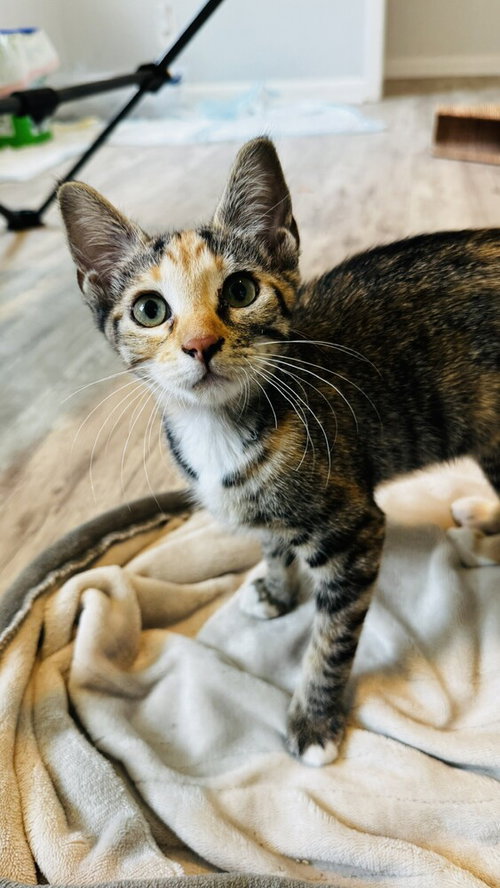 Radish, a cat for adoption from A Voice for All Paws, Inc.