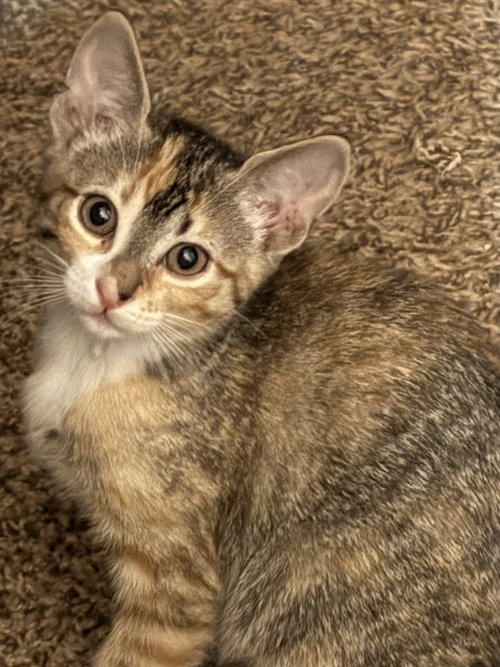 Nosy Rosy, a cat for adoption from A Voice for All Paws, Inc.