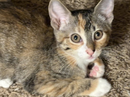 Photo 2 of Nosy Rosy