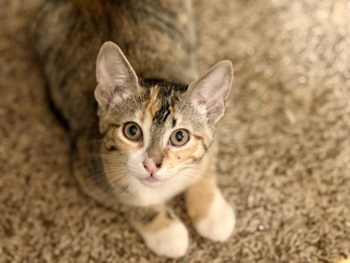 Photo 3 of Nosy Rosy