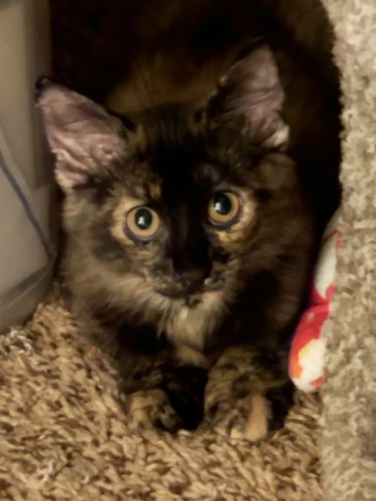 Torie - Tortoiseshell