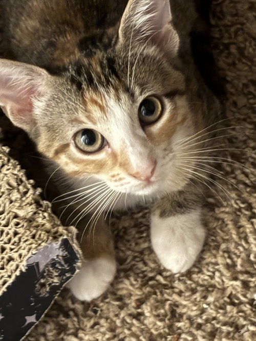 Lady Elaine, a cat for adoption from A Voice for All Paws, Inc.
