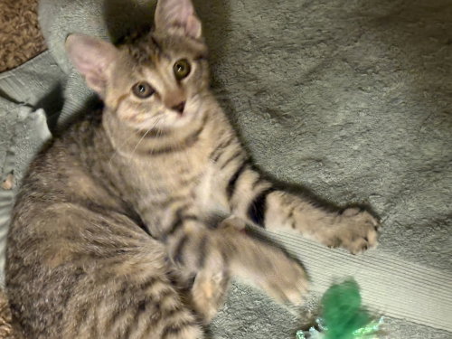 Photo 3 of Katy Bug