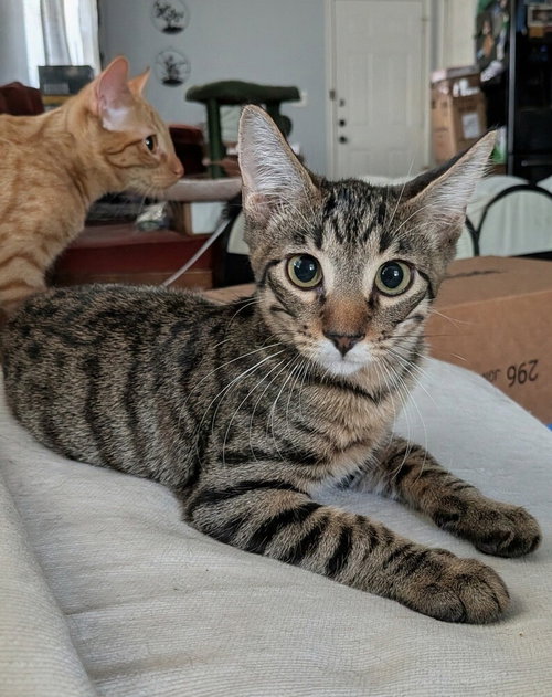 Oatmeal Creme Pie, a cat for adoption from A Voice for All Paws, Inc.