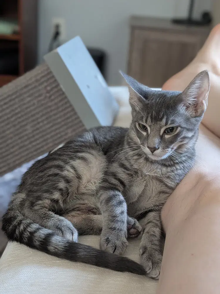 Zebra Cakes - Domestic Short Hair