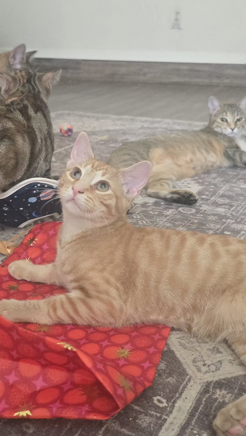Nacho, a cat for adoption from A Voice for All Paws, Inc.