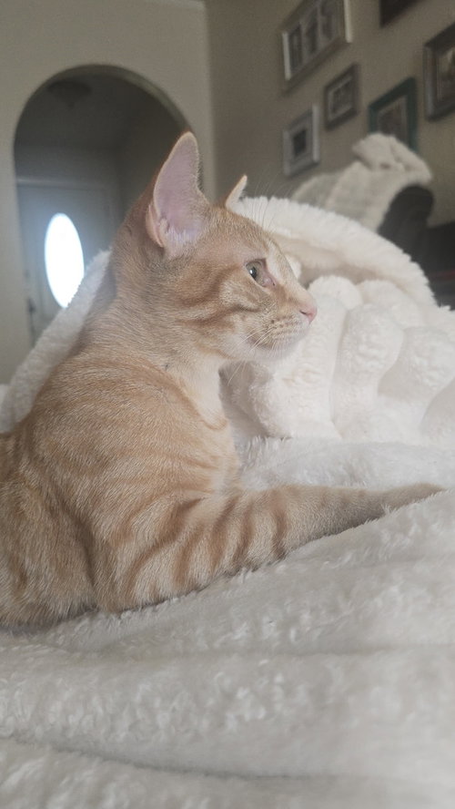 Photo 2 of Nacho