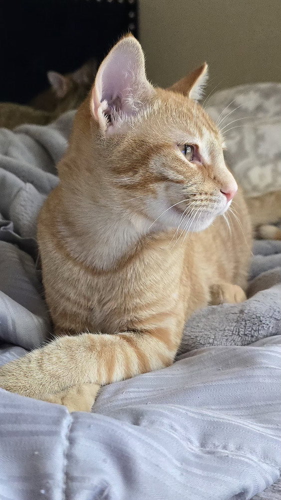 Nacho, photo 4