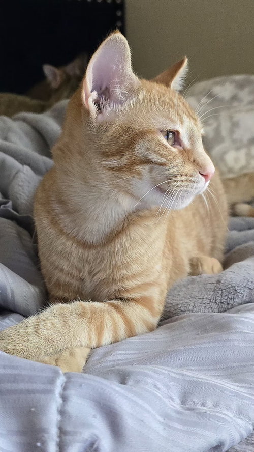 Photo 4 of Nacho