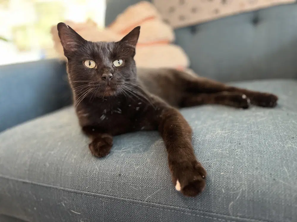 Giancarlo - Domestic Short Hair