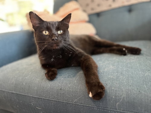 Giancarlo, a cat for adoption from A Voice for All Paws, Inc.
