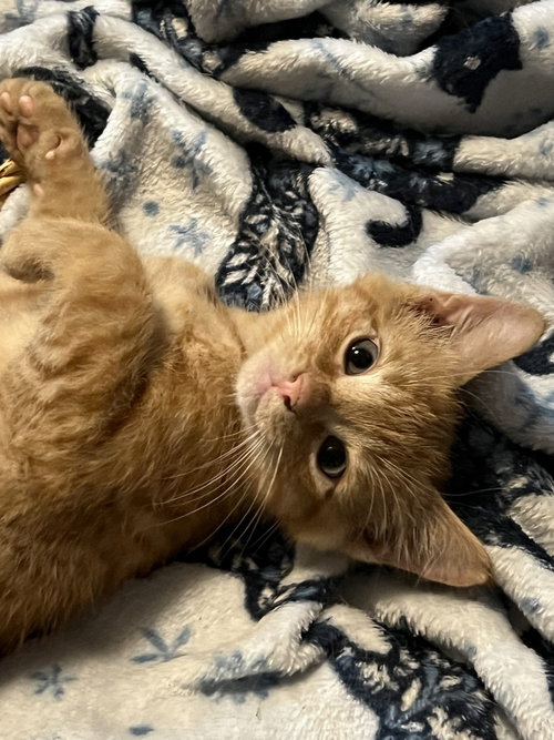 Jett, Domestic Short Hair / Domestic Short Hair / Mixed (short coat)