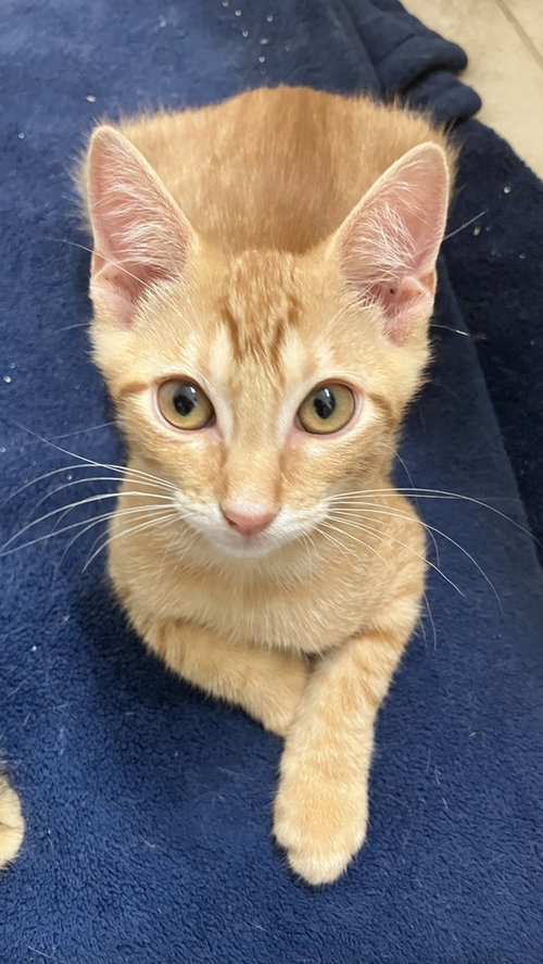 NoDavid, a cat for adoption from A Voice for All Paws, Inc.