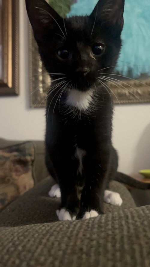 Luke Skywhisker, a cat for adoption from A Voice for All Paws, Inc.