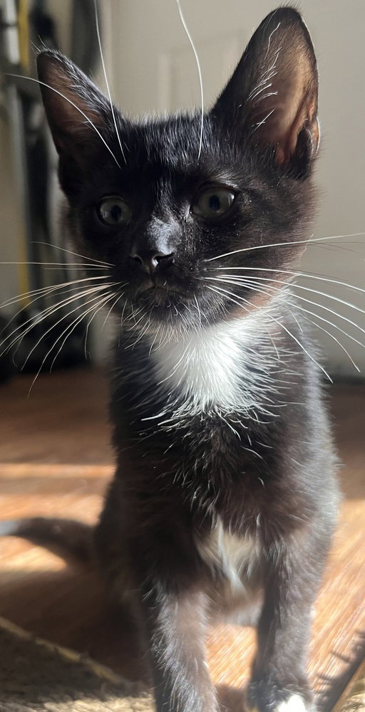 Luke Skywhisker, photo 2