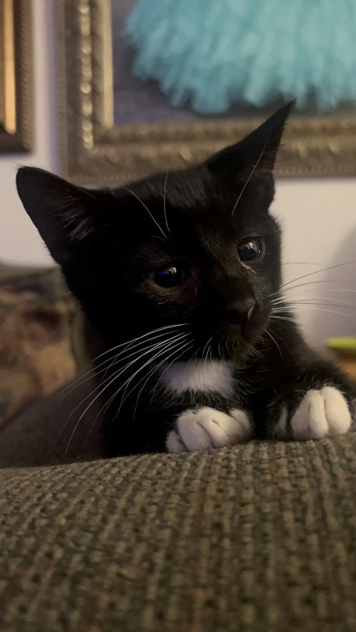 Luke Skywhisker, photo 3
